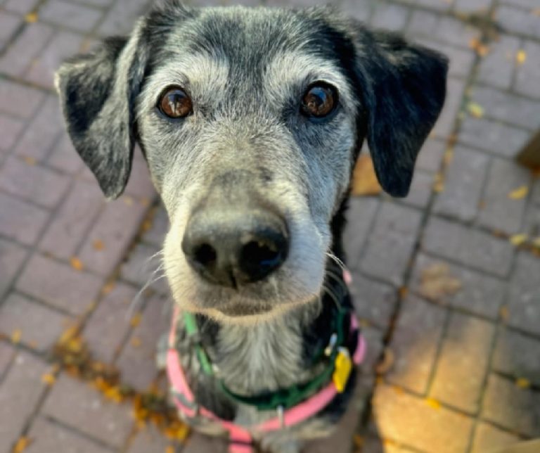 Grey dog with pink collar